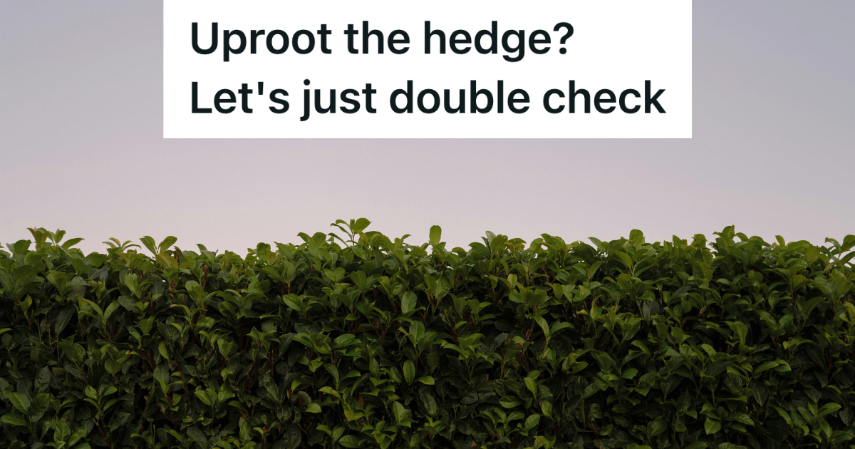 backyard hedge