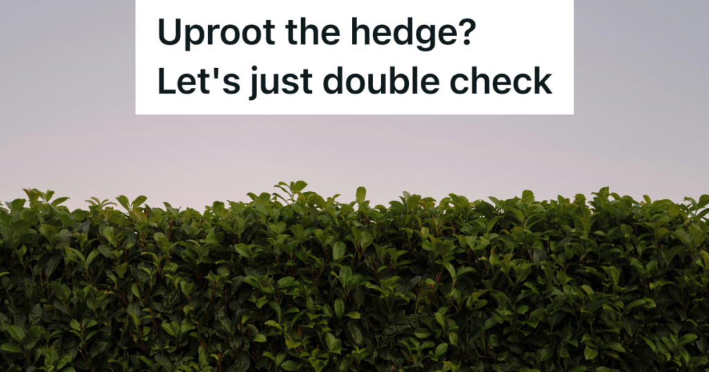 backyard hedge