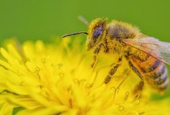 Modified Yeast Has Been Shown To Increase Bee Development By 15 Times, Which Could Lead To A Reversal Of Colony Collapse