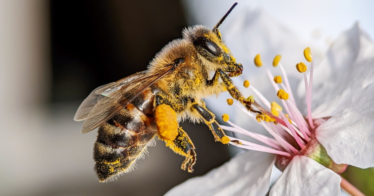 bee pollenating a flower