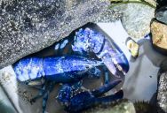 Catching A Blue Lobster Is A 1 In 200 Million Event, So When A Lobster Fishermen Got One He Quickly Donated It To Science