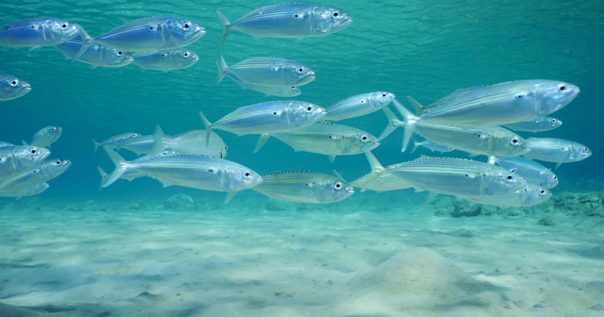 School of Fish
