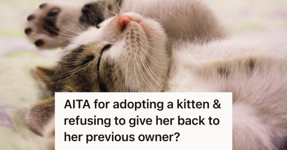 kitten laying on its back