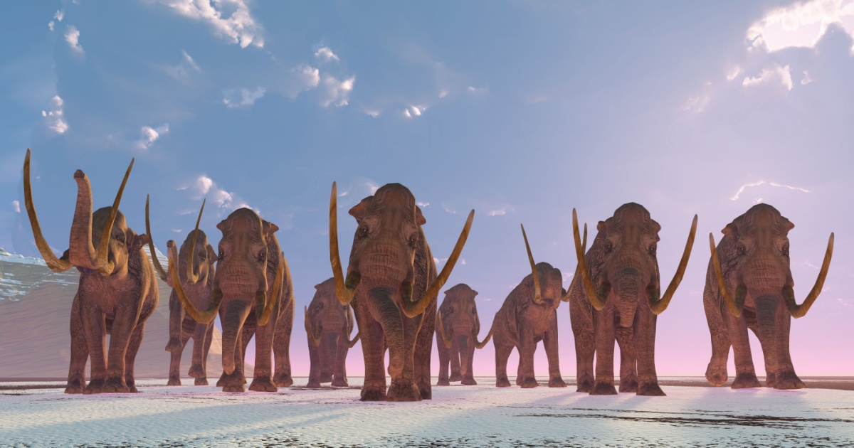 Group of mammoths