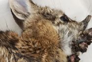 Rabbits With Disturbing Black “Horns” Spotted In The Wild, But Experts Say Not To Worry