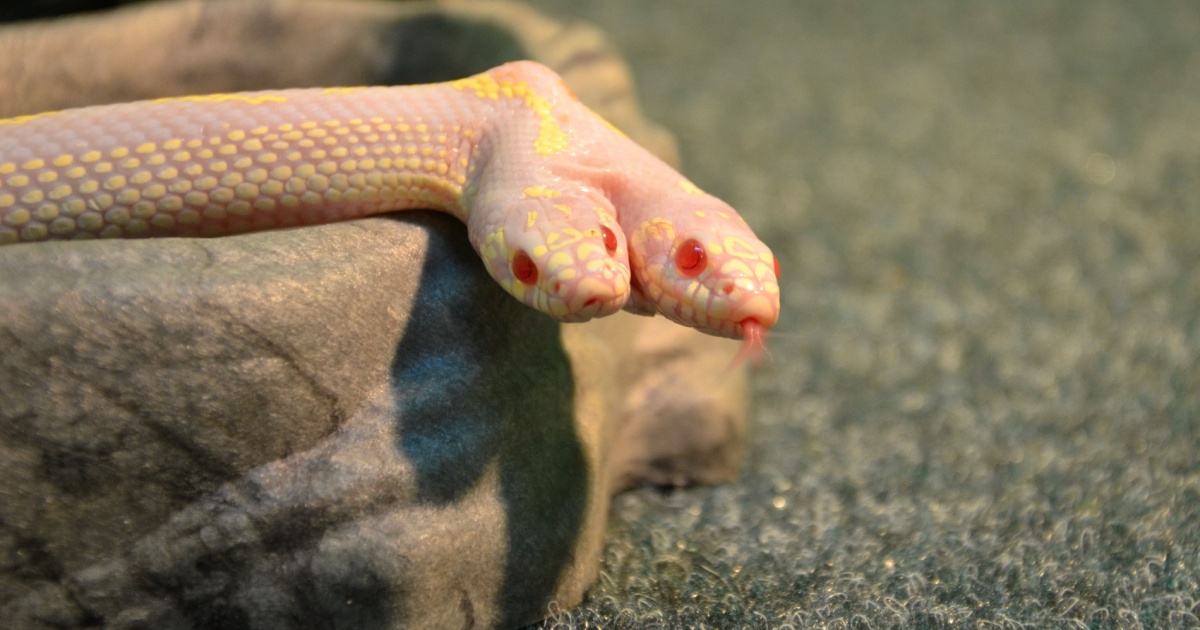 two headed snake
