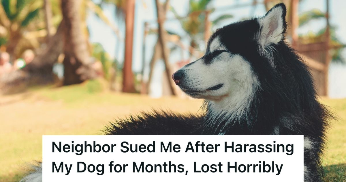 A malamute dog looking at something