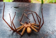 What’s Up With Spiders’ Curling Up Their Legs When They Expire? Learn How Researchers Can Control Their Bodies Using Air Pressure.