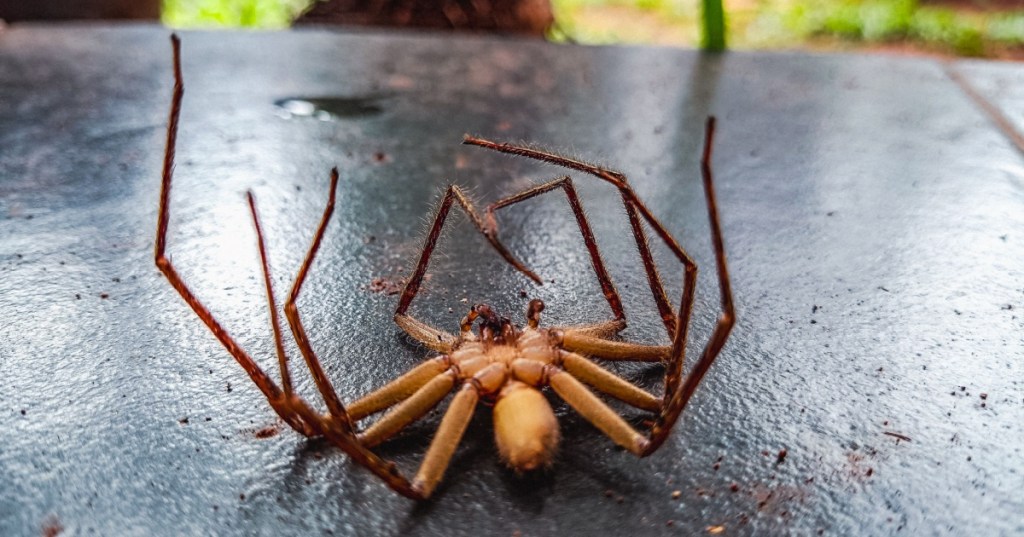 Dead spider