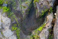 Longest Track Of Dinosaur Prints In Europe Uncovered And Revealed To Come From Huge Sauropod