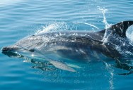 Scientists Believe They’ve Finally Understood Why Dolphins End Up Stranded On Shore, And The Cause Has Worrying Implications For Human Health