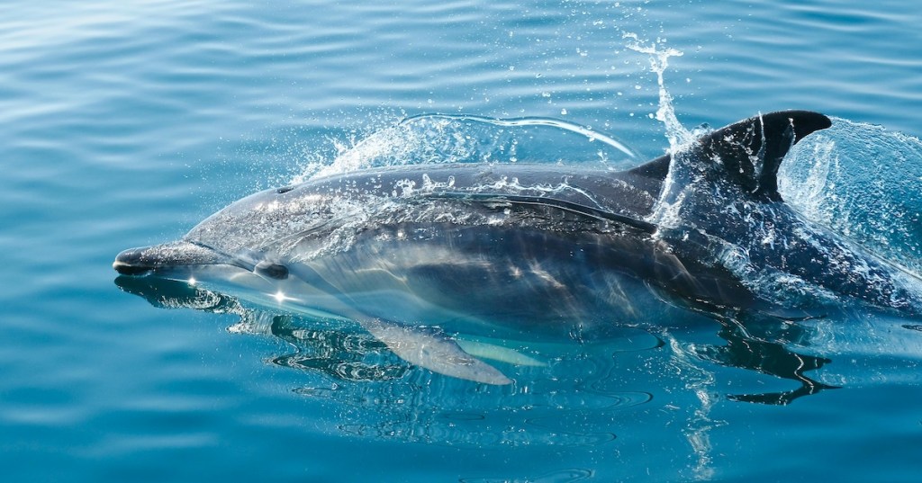 A dolphin swimming on the surface