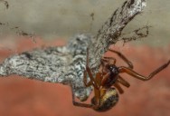 The Invasive Noble False Widow Spider Is Spreading Across North America and Europe, And It Can Snag Prey Much Larger Than Itself