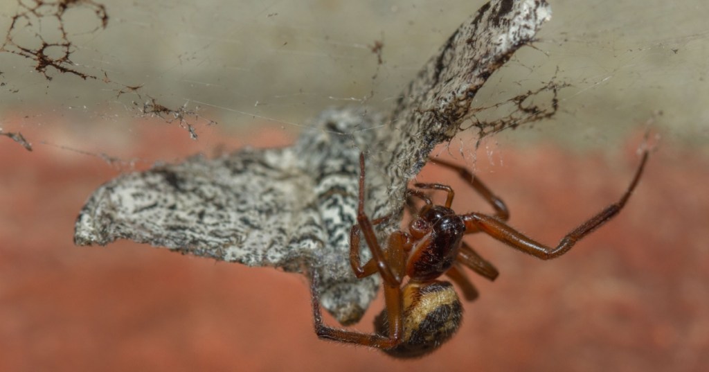 False widow spider eating moth