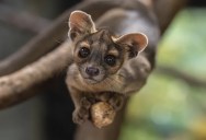 Cuteness Overload As Transatlantic Conservation Efforts Lead To The Birth Of Four Adorable Fossa Pups