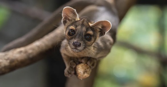A twelve week old fossa pup