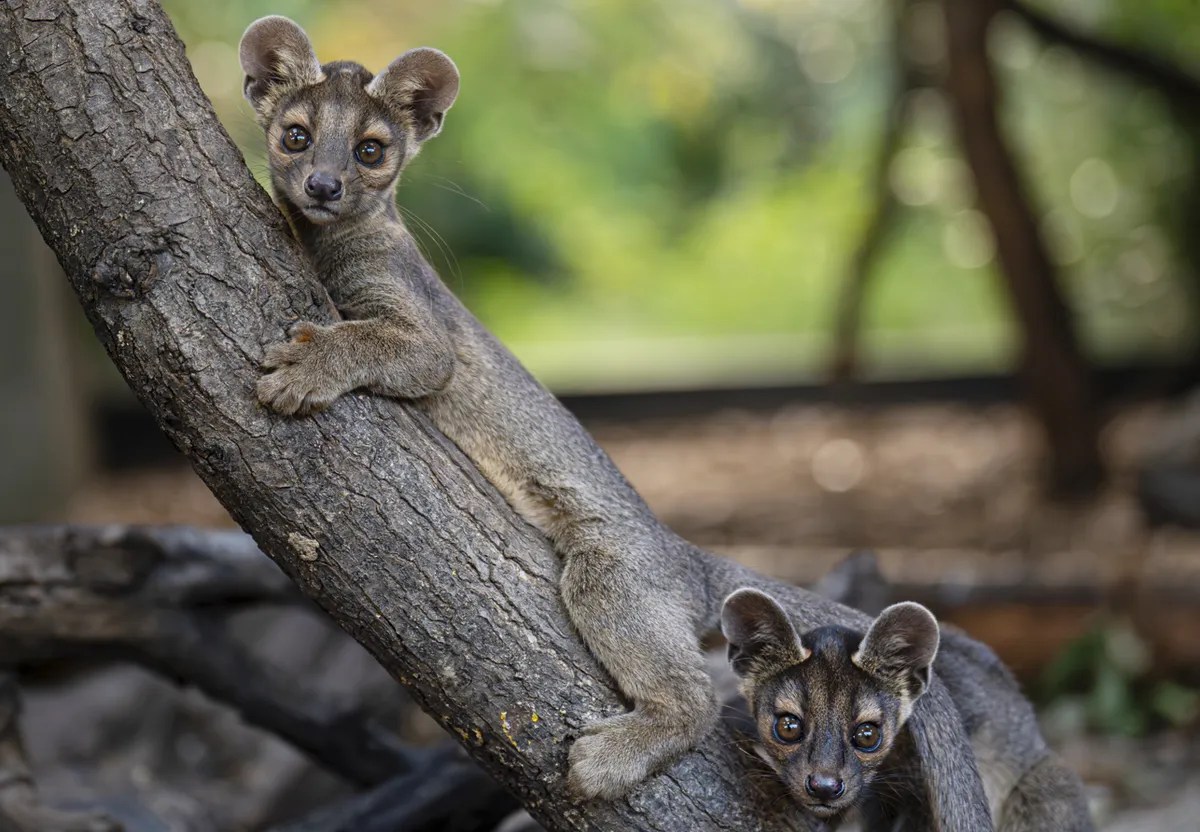 Two of the fossa pups