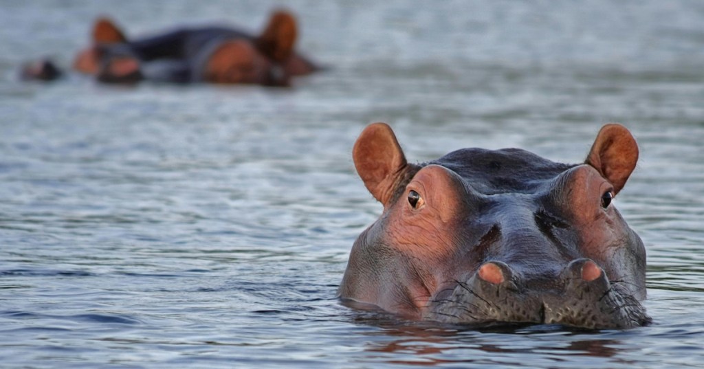 The head of a submerged hippo