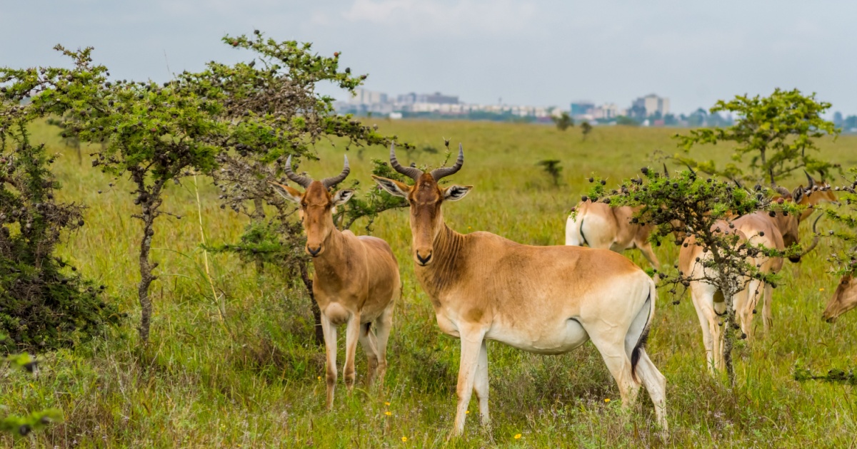 Hirola Four Eyed Antelope Is One Of The Worlds Most Endangered Species With Fewer Than 500 Individuals Left, But Incredible Efforts Are Been Made To Save Them