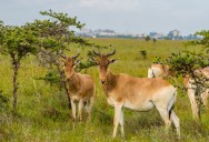“Four-Eyed” Antelope Is One Of The World’s Most Endangered Species With Fewer Than 500 Individuals Left, But Incredible Efforts Are Been Made To Save Them