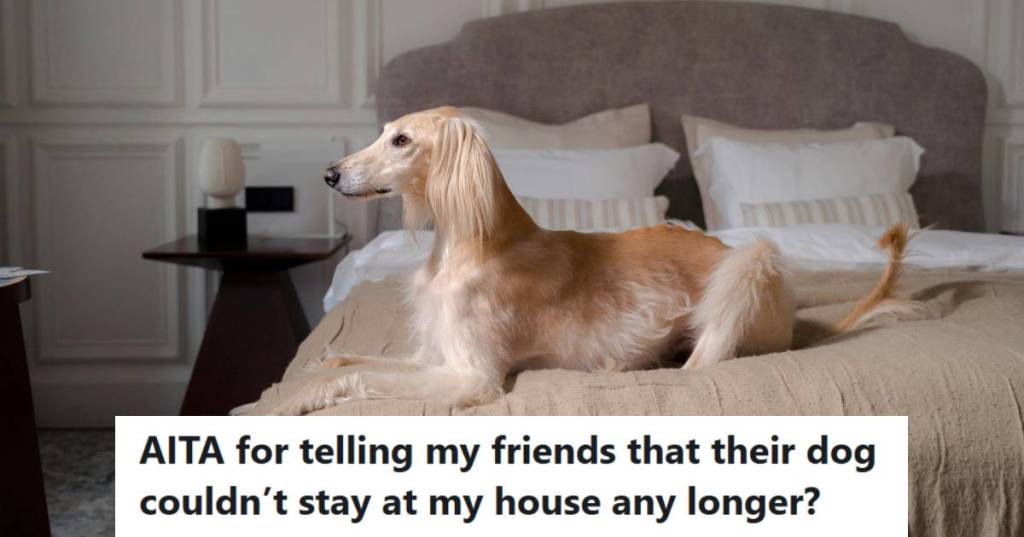 Saluki hound laying on the bed trying to get attention
