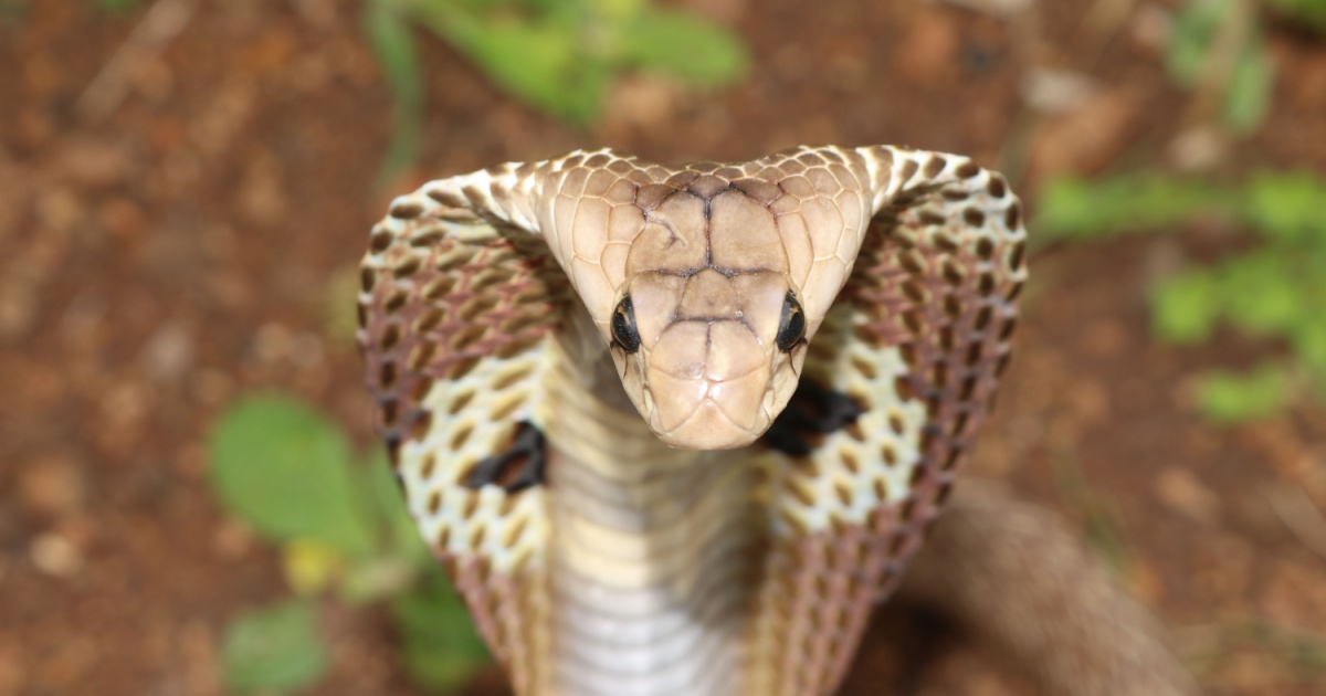 Indian cobra head