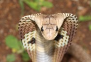 Indian Cobras Invaded A Springfield, Missouri In 1953 And Nobody Knew How They Got There For Decades