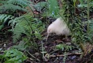 Nature Lovers Delighted As Rare White Kiwi Bird Is Spotted In New Zealand