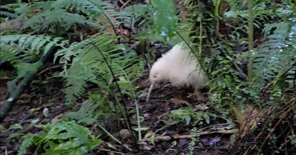 A white kiwi amid undergrowth