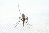 Climate Change Strikes Again As Mosquitoes Are Found In Iceland For The First Time Ever