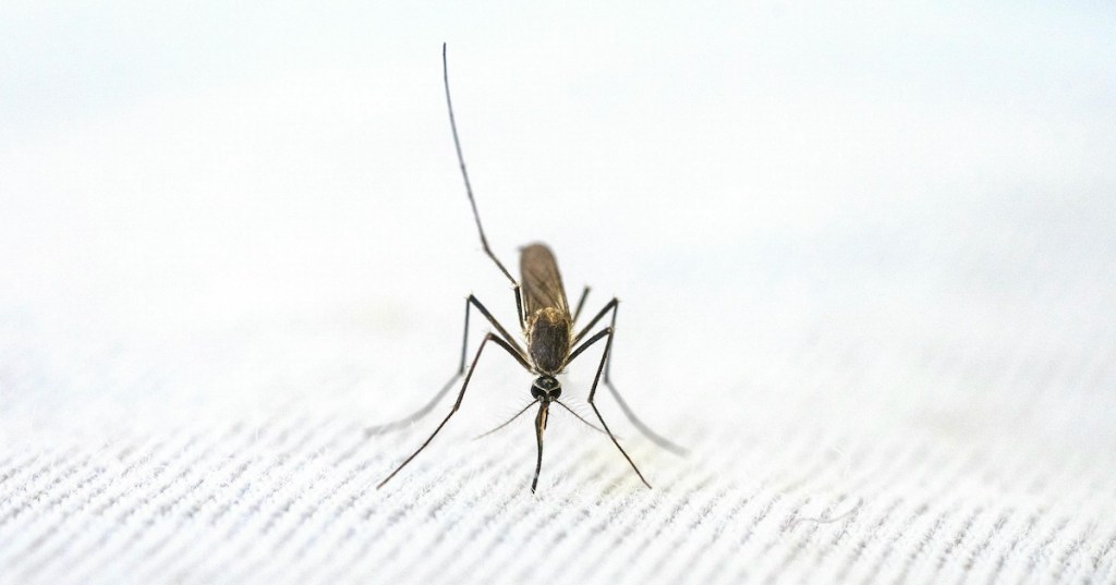 A mosquito on a white background