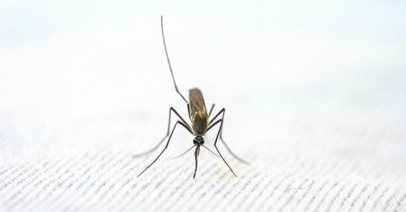 A mosquito on a white background