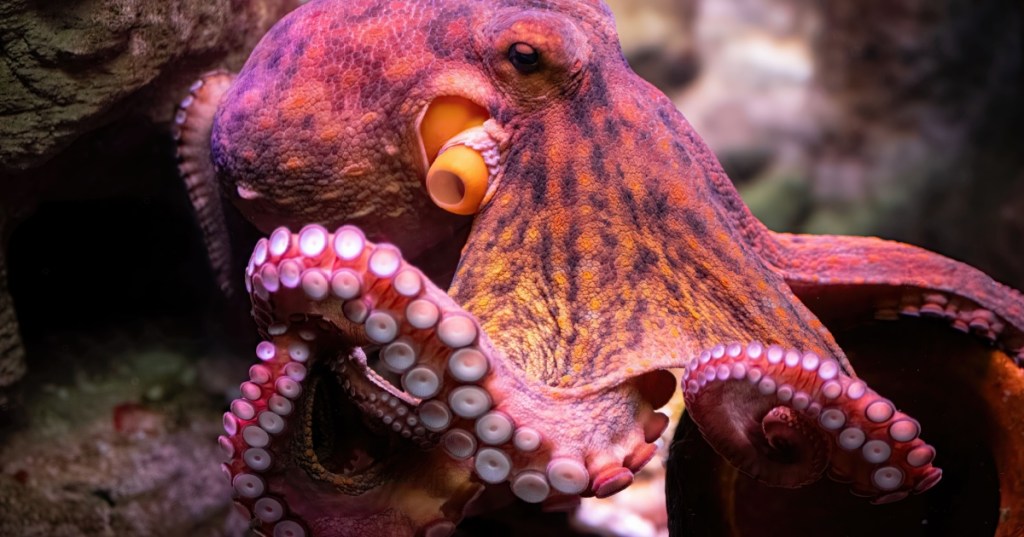 Octopus