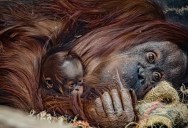 Critically Endangered Bornean Orangutan Is Born In Captivity In The UK