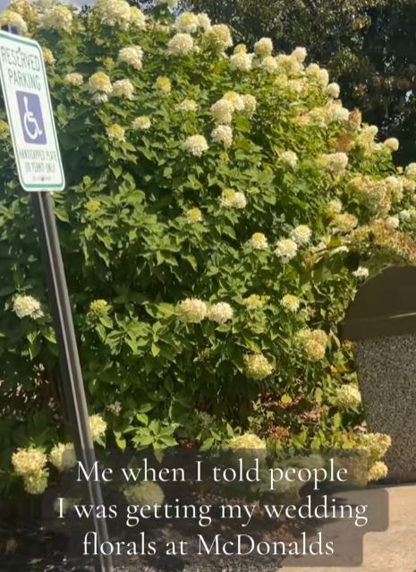 Flower bush at McDonalds