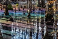 Looking For A Unique Nature Experience? Check Out The ‘Rainbow Swamp’ In Virginia, You’ve Never Seen Anything Like It.