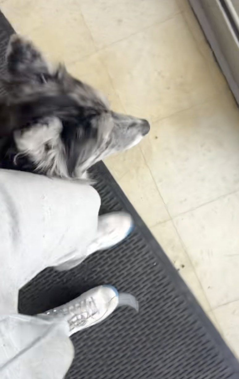 woman with a service dog