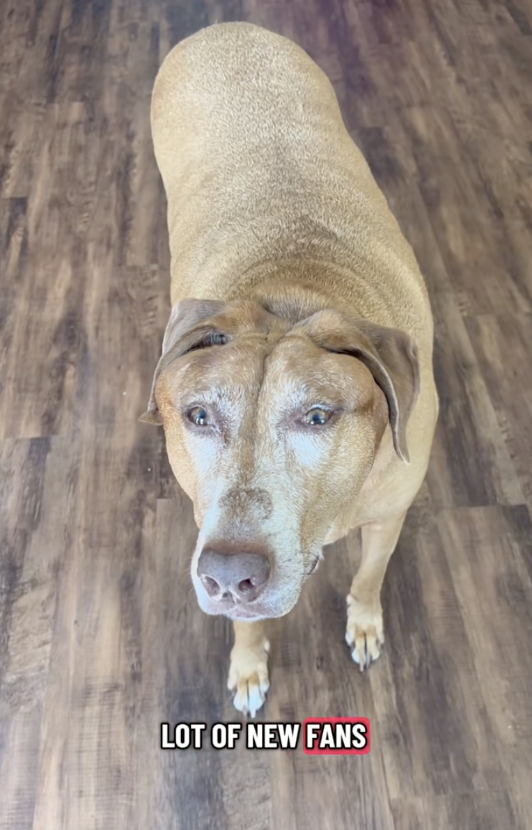 bella the dog on tiktok