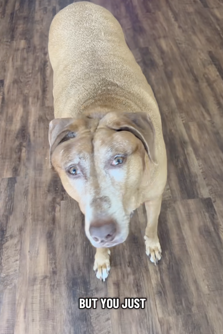 bella the tiktok dog