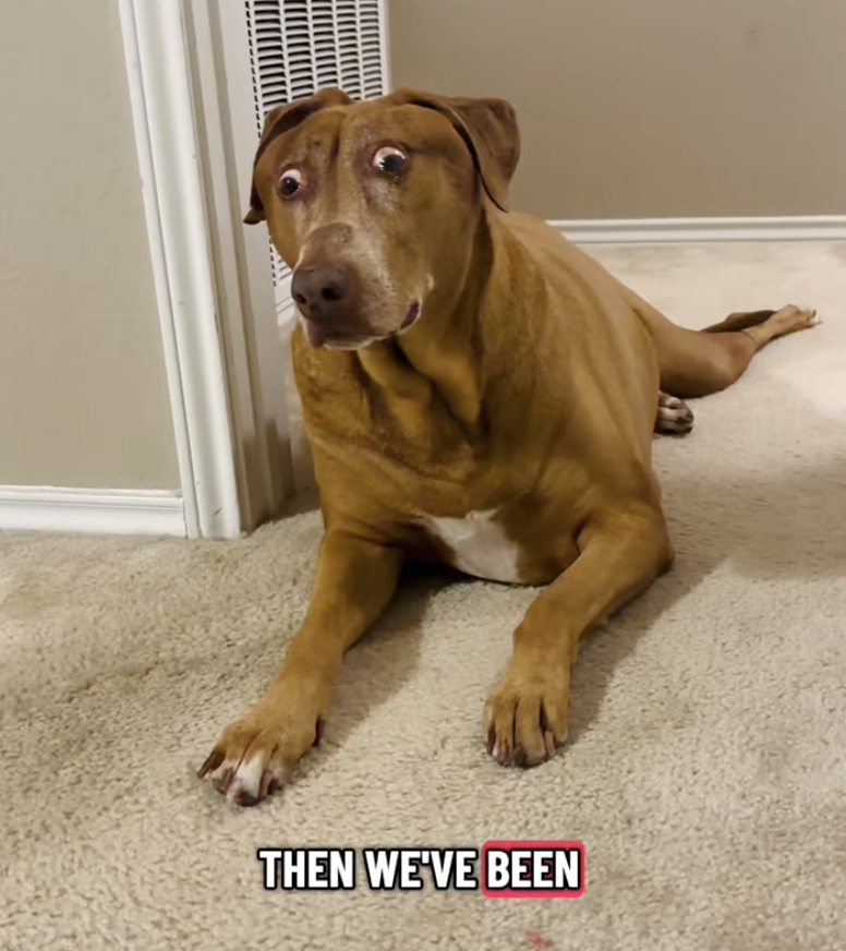 bella the tiktok dog