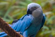 The Spix’s Macaw Is Extinct In The Wild And One Of The Most Endangered Species On The Planet, But A Recently Hatched Chick Gives Hope To Conservationists