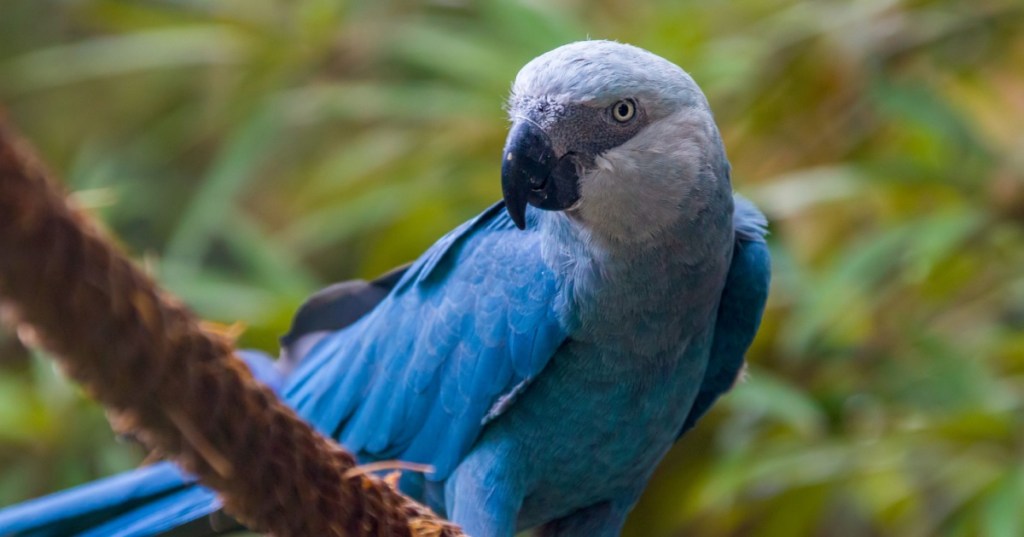 Spix’s macaw
