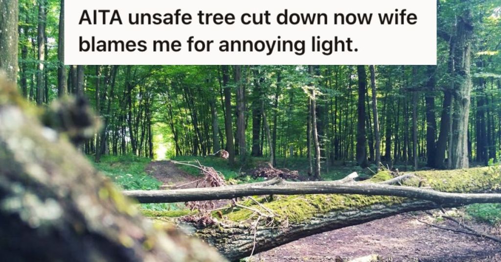 Fallen tree at the park