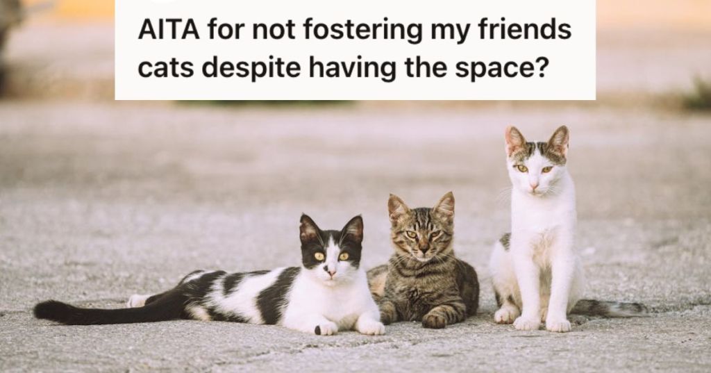 Three cats on the ground