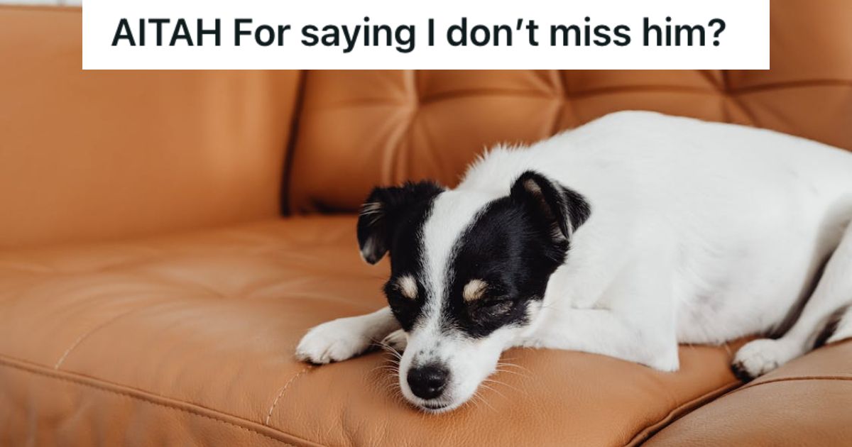 Dog lying on the couch