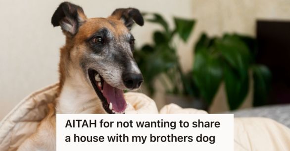 Aggressive greyhound dog laying in bed