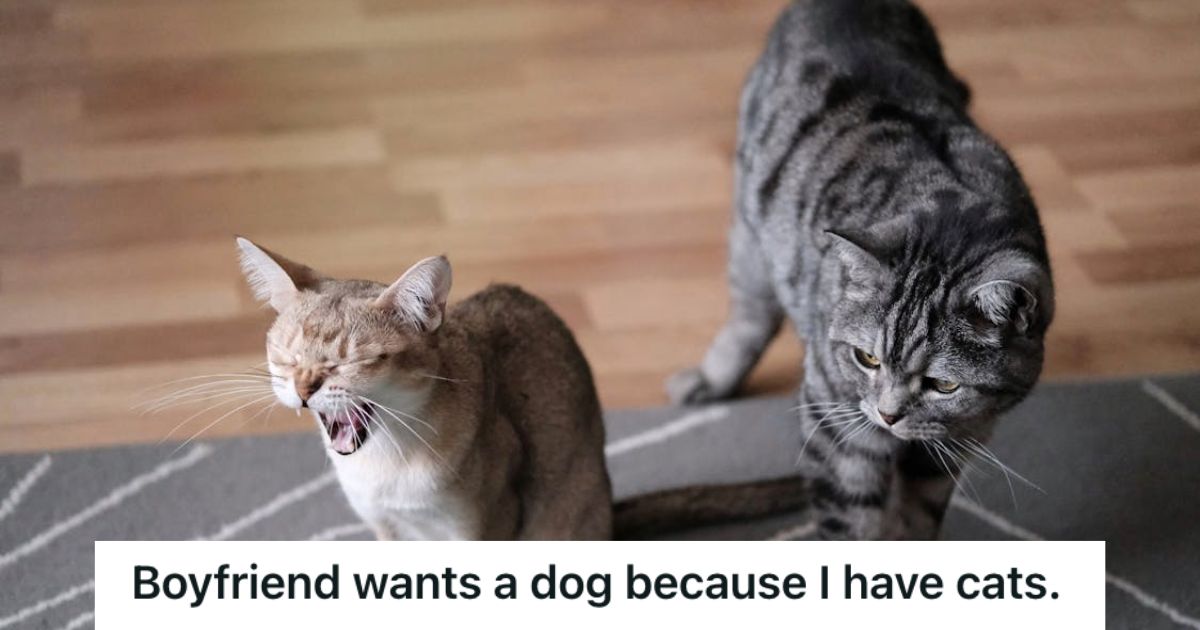 Cute, fluffly cats at home