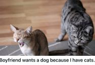 Woman Made It Clear She Only Wanted Cats In Her Home, So A Huge Argument Ensued When Her Boyfriend Said He Wanted A Dog