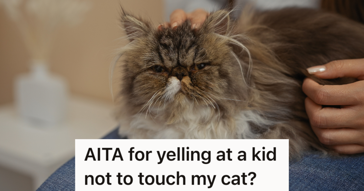 closeup of woman petting cat that's sitting on her lap