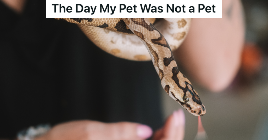 closeup of woman holding python snake
